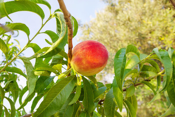 Peach growing on tree