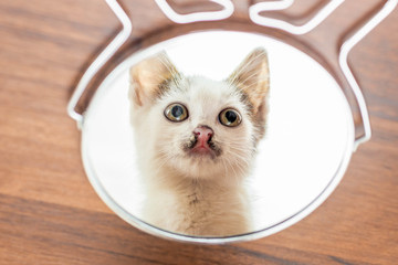 Fototapeta na wymiar Displayed in a round mirror of a small white kitten_