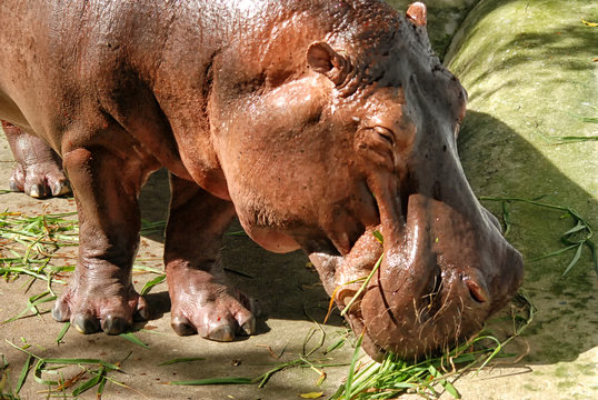 Hippo potamus eat grass, feeding Hippopotamus in the zoo