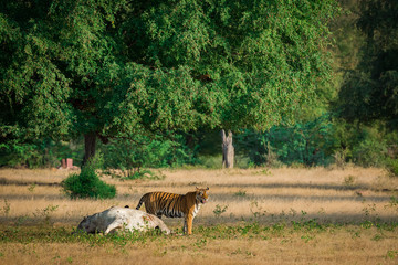 Prey and the predator, Tigress with her hard earned trophy at Ranthmbore National Park