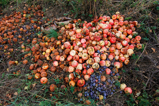 Waste from autumn harvest