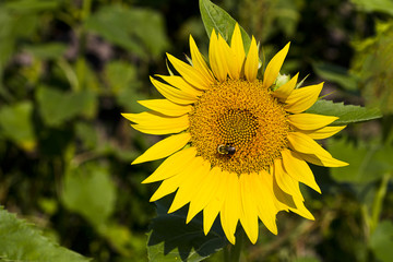 Sunflower and Bee