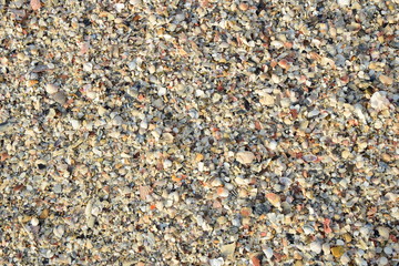 Zerbrochene Muscheln am Sandstrand an der Adria