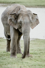 Fototapeta premium Elephants in a National Park from Sri Lanka