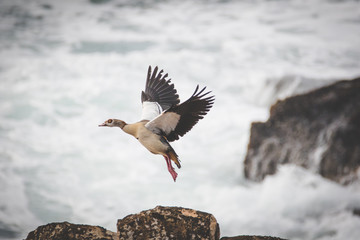 Close up image of an egyptian goose coming in to land on the cliffs along the Garden Route of South Africa