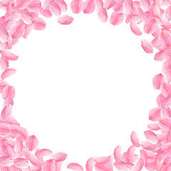 Sakura petals falling down. Romantic pink bright big flowers. Thick flying cherry petals. Corner fra