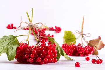 Bunch of fresh ripe organic viburnum berries  on white background. Ingredients for vitamin healthy  beverage