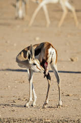 Fototapeta premium Injured Springbok Kalahari Desert 