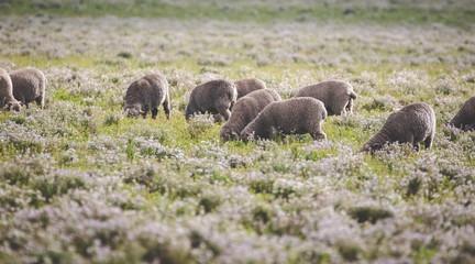 Close up image of sheep grazing in a meadow