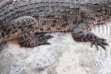 Naklejka premium Leg and foot of Crocodile, close up, background