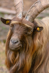 Porträt einer Ziege in einem Wald