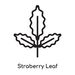Straberry Leaf icon vector sign and symbol isolated on white background, Straberry Leaf logo concept