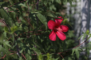 Red flower of a hibiscus against the background of green leaves