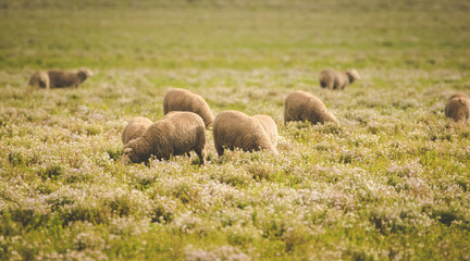 Close up image of sheep grazing in a meadow