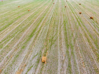 Bales of hay in the field. Harvesting hay for livestock feed. Landscape field with hay.