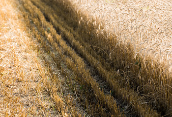 Wheat field ready for harvest