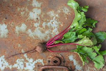 beet - a harvest (beet salad). food background