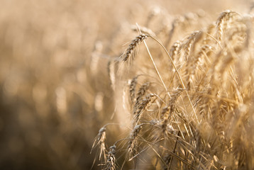 Wheat field ready for harvest