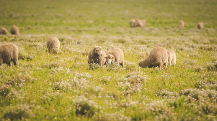 Close up image of sheep grazing in a meadow