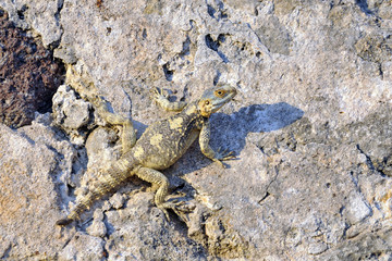 Sling-Tailed Agama (Laudakia stellio), Greece