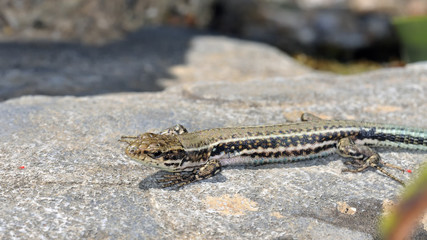 Cretan wall lizard, (Podarcis cretensis)