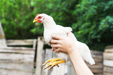 Caucasian boy holding white rustic chicken in front of green trees