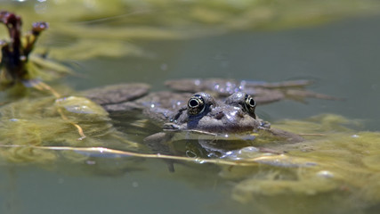 Cretan Water Frog - Pelophylax cretensis, endemic of Crete 