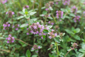 Wild thyme with pink flowers
