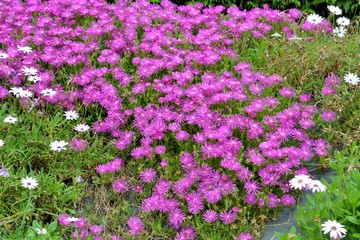 Parterre de Dimorphothécas