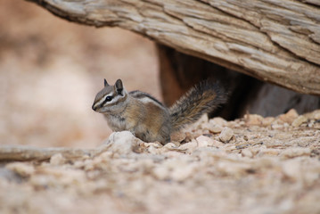 Cute little chipmunk close up portrait