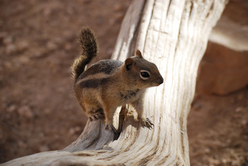 Golden-mantled Ground Squirrel on a fallen tree