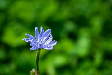 one wild blue flower closeup