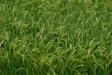 rice plants ,paddy rice field Countryside scenery.
