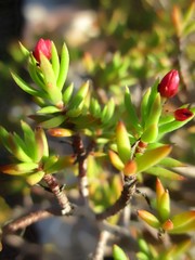 Crassula Sarcocaulis en été avec fleurs en bouton
