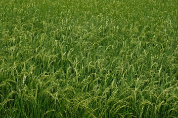 rice plants ,paddy rice field Countryside scenery.