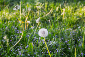 isolated dandelion on green grass background