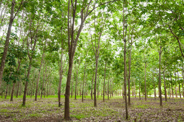 Naklejka premium Row of para rubber plantation in South of Thailand,rubber trees