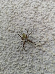 Spinne auf Mauer