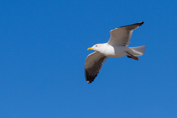 Seagull flying over blue sky