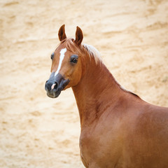 Portrait of a chestnut arabian horse on sandy desert background