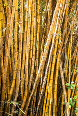 Bamboo in a asian garden