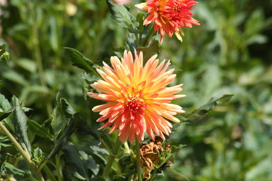 Dalia

