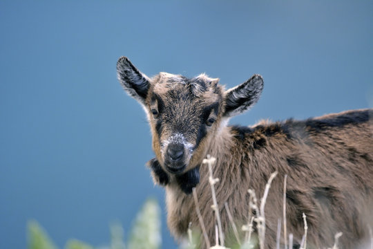 A young goat, Crete
