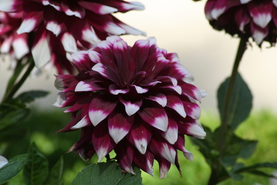 Dalia