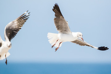 Close up images of Grey-headed gulls flying overhead looking for food scraps
