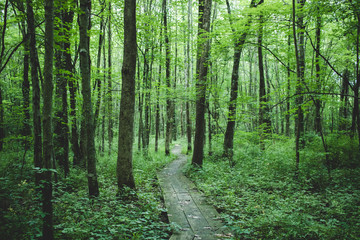 A surreal forest scene. Vintage wooden walkway through a forest