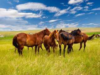 Fototapeta na wymiar A herd of wild horses grazing on a summer green meadow. Free horses in the steppe Khakassia