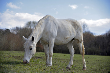 A Horse grazing, Hungary