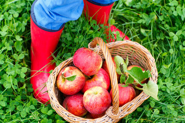 Closeup of basket with red apples and rubber boots on little child