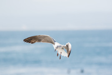 Fototapeta na wymiar Close up images of Grey-headed gulls flying overhead looking for food scraps